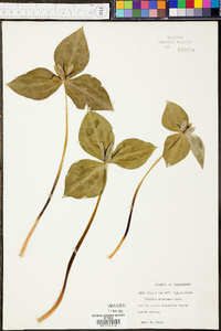 Trillium stamineum image