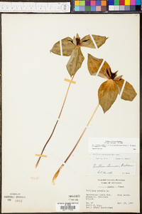 Trillium stamineum image