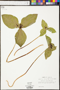 Trillium stamineum image