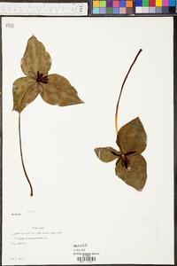 Trillium stamineum image