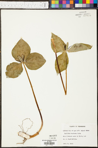 Trillium stamineum image