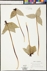 Trillium stamineum image