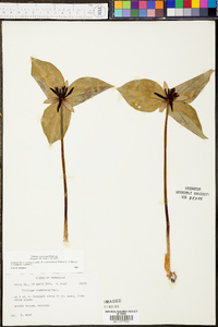 Trillium stamineum image