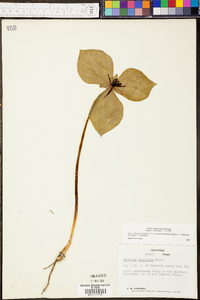 Trillium stamineum image