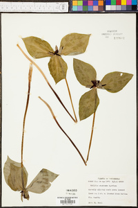 Trillium stamineum image