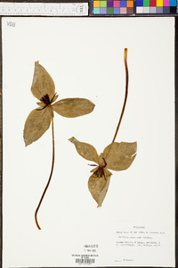 Trillium sulcatum image