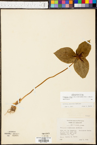 Trillium stamineum image