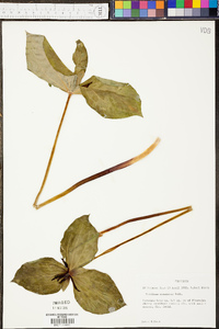 Trillium stamineum image