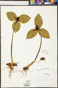 Trillium stamineum image