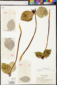 Trillium stamineum image