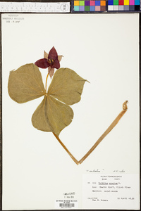 Trillium sulcatum image