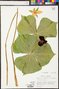 Trillium sulcatum image