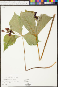 Trillium sulcatum image