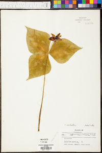 Trillium sulcatum image