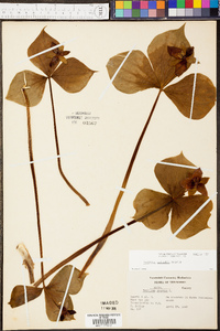 Trillium sulcatum image