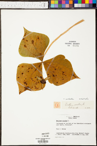 Trillium sulcatum image