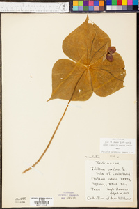 Trillium sulcatum image