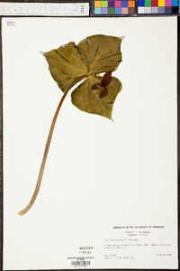 Trillium sulcatum image