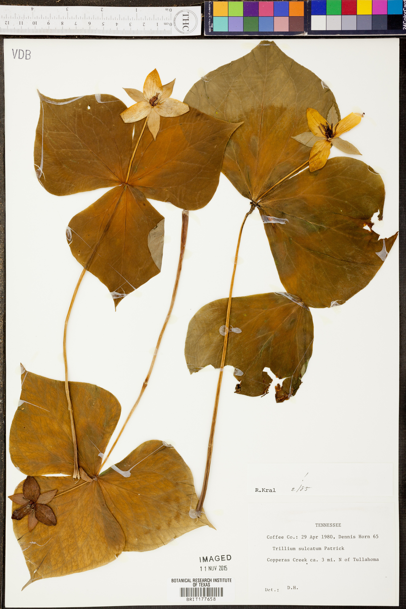 Trillium sulcatum image
