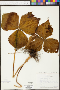 Trillium sulcatum image