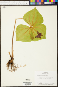 Trillium sulcatum image