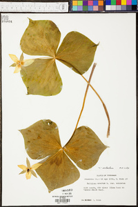 Trillium sulcatum image