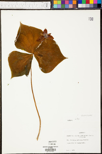 Trillium sulcatum image