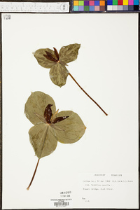 Trillium sessile image