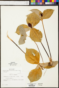 Trillium sessile image