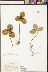 Trillium sulcatum image