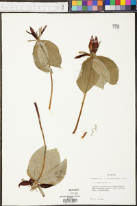 Trillium sessile image