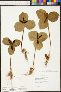 Trillium sessile image