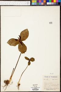 Trillium sessile image