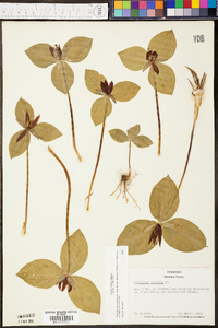 Trillium sulcatum image