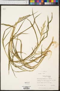 Echinochloa colona image