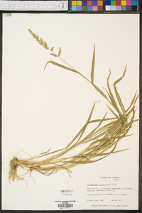 Echinochloa colona image