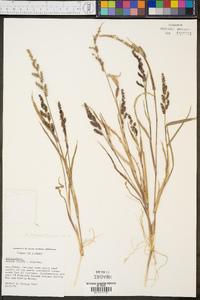 Echinochloa colona image