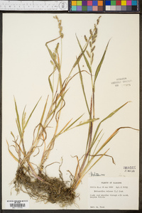 Echinochloa colona image