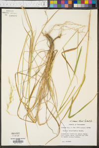 Elymus svensonii image