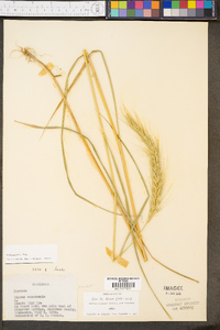 Elymus riparius image