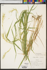 Elymus svensonii image