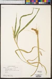 Echinochloa colona image