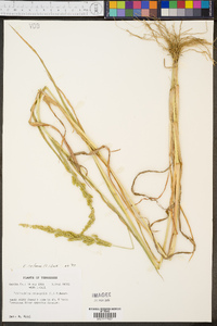 Echinochloa colona image