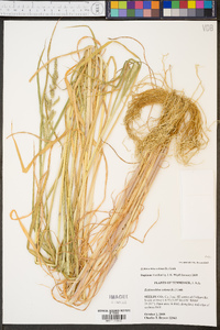 Echinochloa colona image