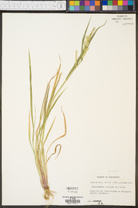 Echinochloa colona image