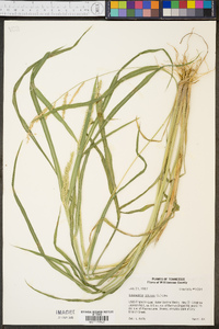 Echinochloa colona image