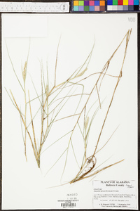 Digitaria ciliaris image