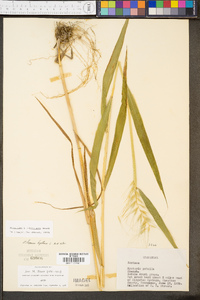 Elymus hystrix image