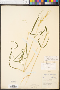 Elymus svensonii image