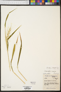 Elymus hystrix image